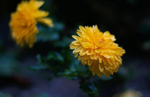 Vízcsepp Egy Sárga Virágon Virágok Esőben — Stock Fotó