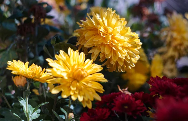 Жовті Квіти Землі Відкриті — стокове фото