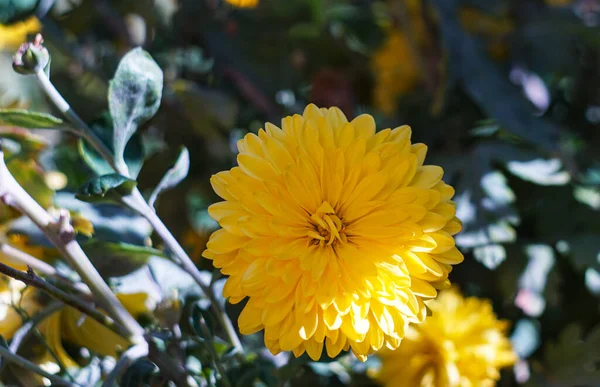 Flores Amarelas Chão Aberto — Fotografia de Stock
