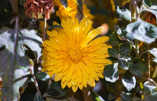 Жовті Квіти Землі Відкриті — стокове фото