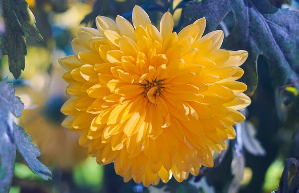 Flores Amarillas Suelo Abiertas — Foto de Stock