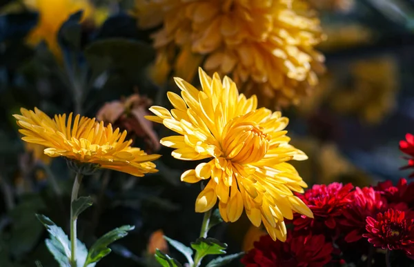 stock image                                Yellow flowers on the ground open