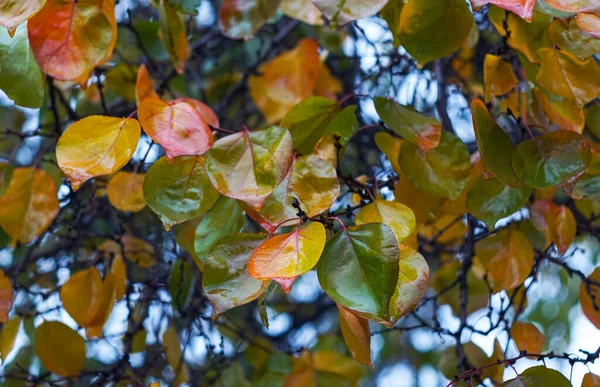 Sarı Ağacın Yaprakları Dökülmeye Başladı — Stok fotoğraf
