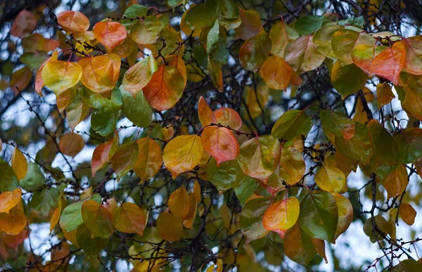 Die Blätter Des Gelben Baumes Fingen Fallen — Stockfoto