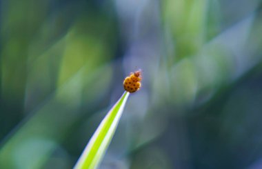                           Sarı bir böcek çimenlerin üzerinde yürüyor.     