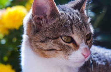                               Gri kedi yerde yatıyor. 