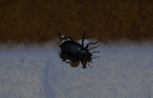 大きな黒いカブトムシが水の中を歩いている — ストック写真