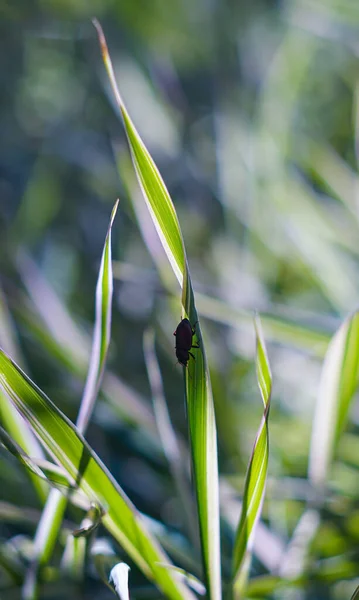 Escarabajo Negro Arrastra Sobre Una Brizna Hierba — Foto de Stock
