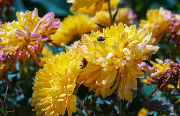 一只红甲虫爬在一朵黄色的花瓣上 — 图库照片