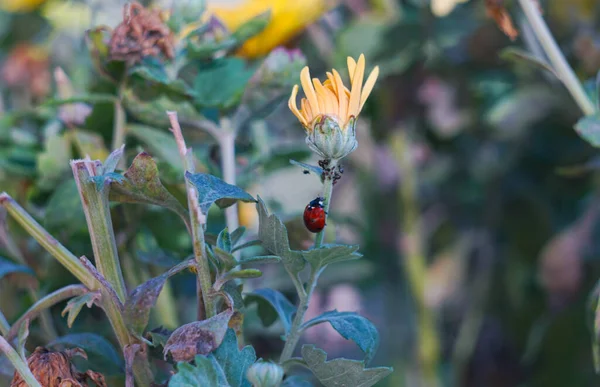 Escarabajo Rojo Camina Sobre Una Hoja Flores — Foto de Stock