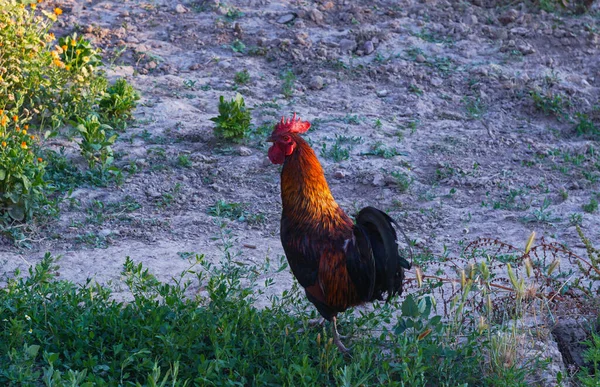 Red Rooster Walks Yard — Stock Photo, Image