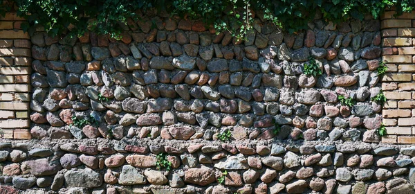 Между Камнями Каменной Стены Между Каменными Стенами Росла Трава — стоковое фото