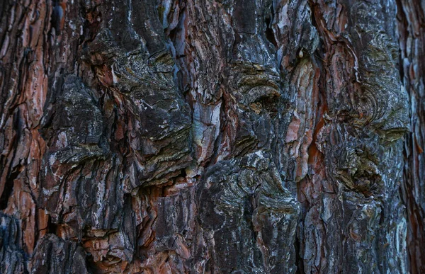 Ağaç Kabuğu Yapısı Çam Ağacı — Stok fotoğraf