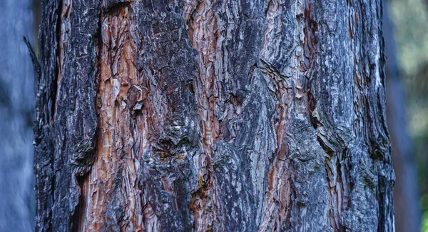 Ağaç Kabuğu Yapısı Çam Ağacı — Stok fotoğraf