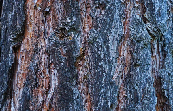 Δομή Φλοιού Δένδρου Πεύκο — Φωτογραφία Αρχείου