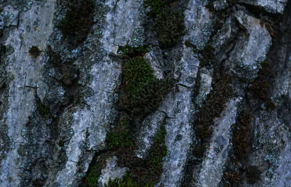 Baumrinde Textur Walnussbaum — Stockfoto