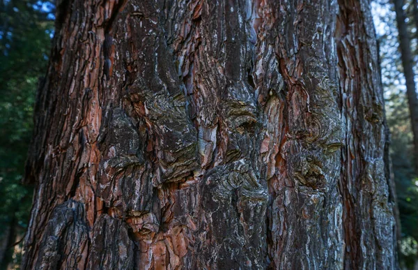 Структура Кори Дерева Соснове Дерево — стокове фото