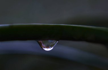                                Mayıs yaprağında bir damla su var.