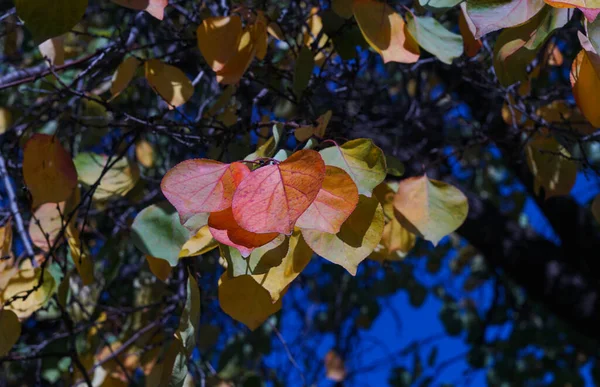 Herbst Verfärben Sich Die Blätter Den Ästen Des Baumes Gelb — Stockfoto