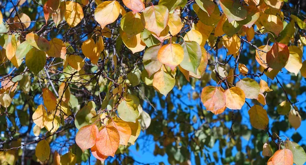 Sonbaharda Ağacın Dallarındaki Yapraklar Sararır — Stok fotoğraf