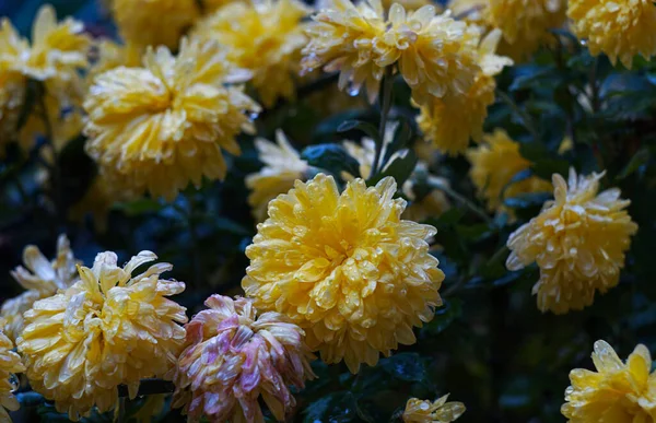 Υπάρχει Μια Σταγόνα Νερό Στα Κίτρινα Πέταλα Λουλουδιών — Φωτογραφία Αρχείου