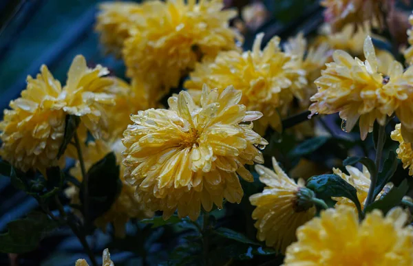 Hay Una Gota Agua Los Pétalos Flores Amarillas — Foto de Stock