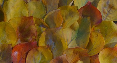                         Sonbaharda, sarı yapraklar yere saçılır.       