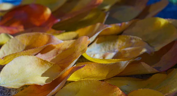 Herbst Sind Gelbe Blätter Auf Dem Boden Verstreut — Stockfoto