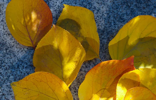 Sonbaharda Sarı Yapraklar Yere Saçılır — Stok fotoğraf