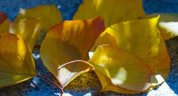 Sonbaharda Sarı Yapraklar Yere Saçılır — Stok fotoğraf