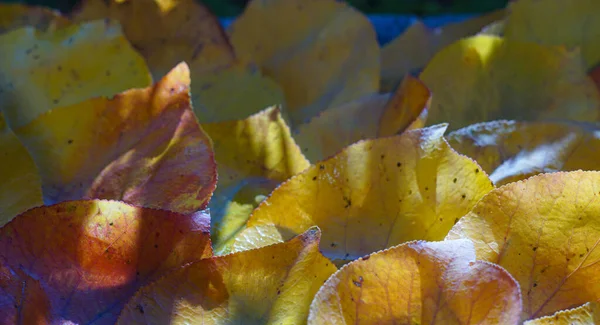 가을이 집니다 — 스톡 사진
