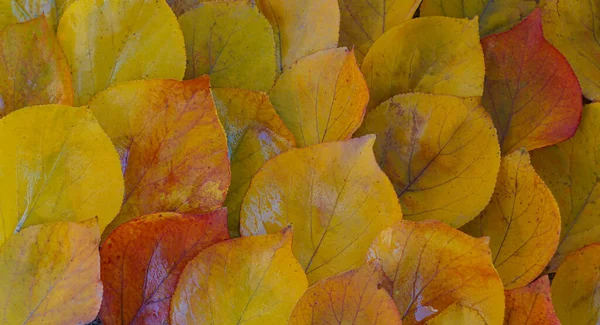 Herbst Sind Gelbe Blätter Auf Dem Boden Verstreut — Stockfoto