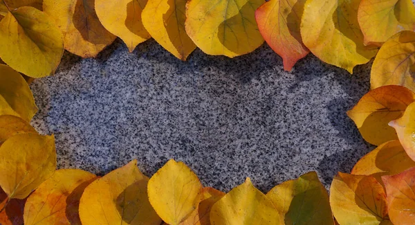 Осенью Земле Разбросаны Желтые Листья — стоковое фото