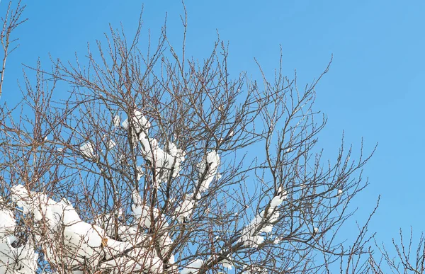 Χειμώνα Κλαδιά Των Δέντρων Καλύπτονται Παχύ Χιόνι Royalty Free Εικόνες Αρχείου