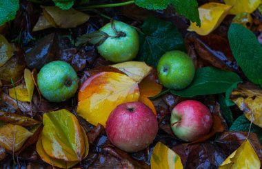                                There are water drops on the apple lying on the ground
