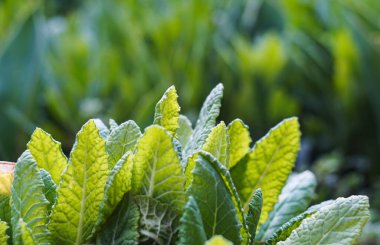                                Uzun otlar yaprakların arkasında görünür.