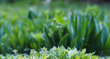                                Çimlerin arkasındaki uzun otlar görünür.
