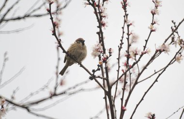                                Bir serçe çiçek açan bir ağacın dalında duruyor.