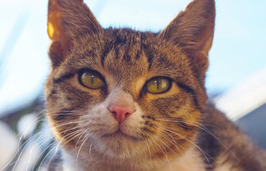                                Kedinin gözleri tamamen açık.