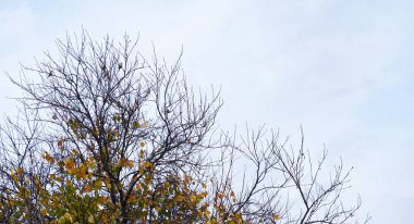                                Ağaç kralında serçeler var.