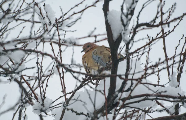 눈덮인 나뭇가지 비둘기가 있습니다 — 스톡 사진