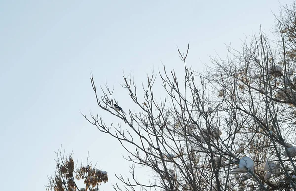 there is a crow on a distant tree branch