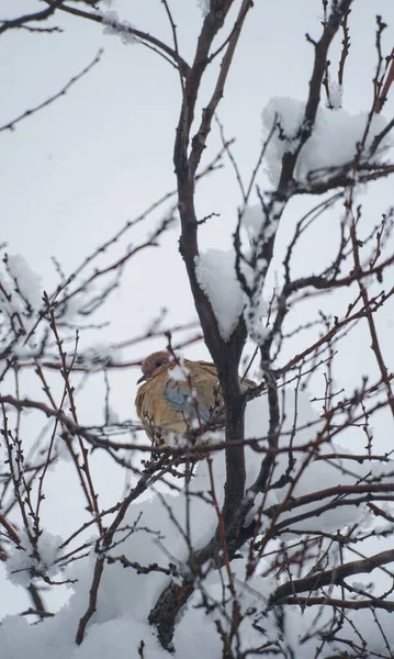 눈덮인 나뭇가지 비둘기가 있습니다 — 스톡 사진