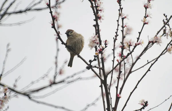Ein Sperling Steht Auf Einem Ast Eines Blühenden Baumes — Stockfoto