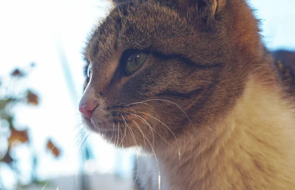 Очі Кішки Широко Відкриті — стокове фото