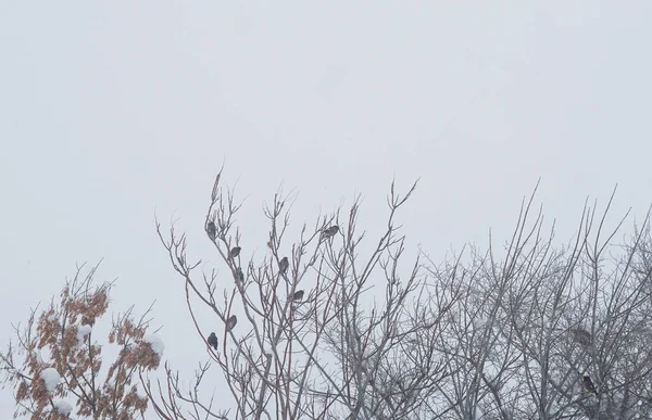 Gałęziach Drzew Ptaki Zima — Zdjęcie stockowe