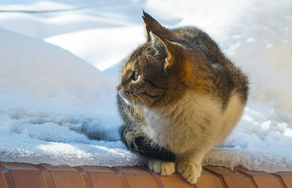 A cat looks to one side on the snow, a gray cat