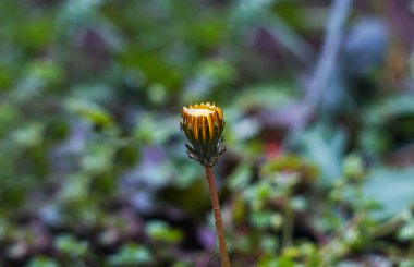                                Sarı çiçeğin üzerinde büyük bir damla su var.