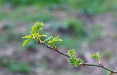                                İlkbaharda gül dalında tomurcuk