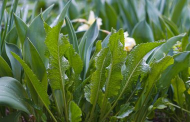                            Çimlerin arkasındaki uzun otlar görünür.      